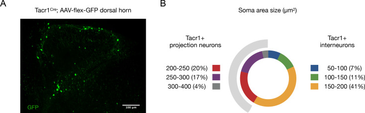 Figure 1—figure supplement 2.