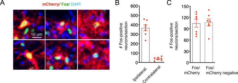 Figure 1—figure supplement 1.