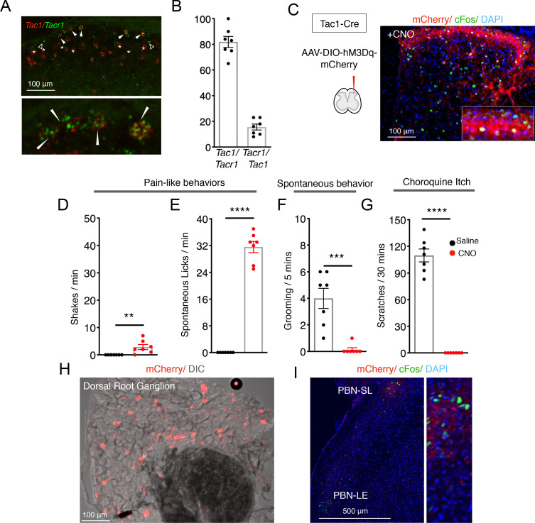 Figure 1—figure supplement 4.