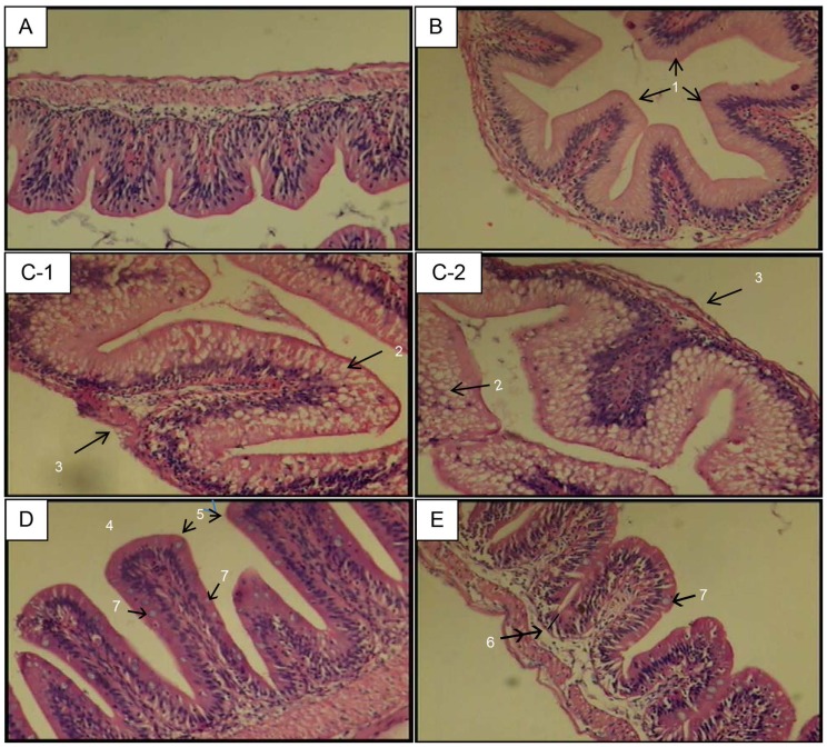 Figure 7