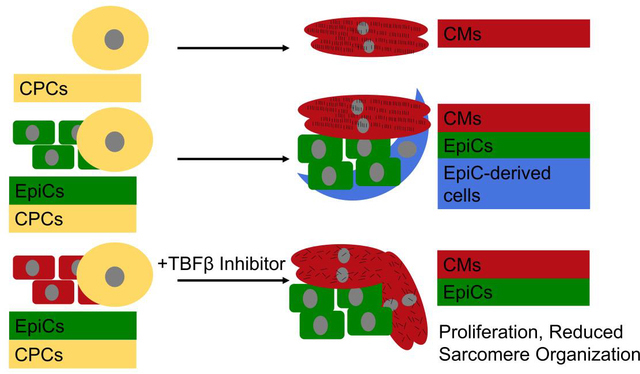 graphic file with name nihms-1744606-f0001.jpg