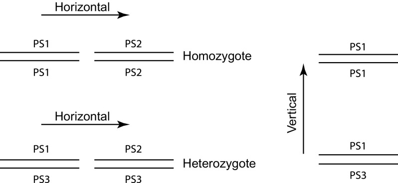 FIG. 2.—