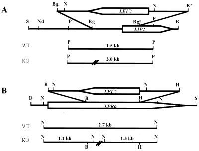 FIG. 5