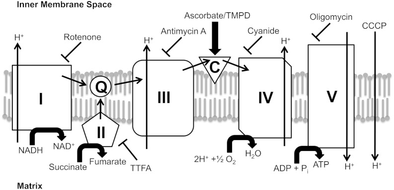 Scheme 1.