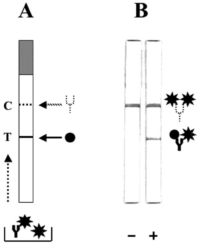 FIG. 5.