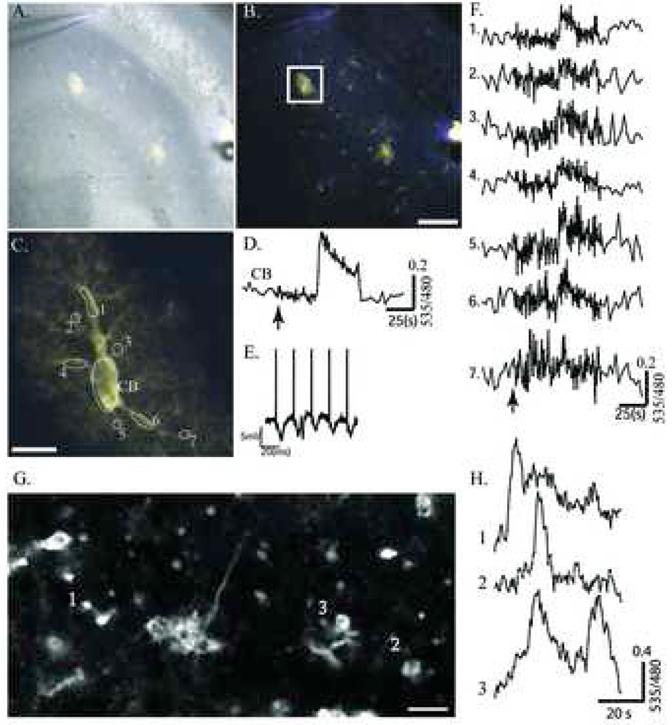 Figure 7