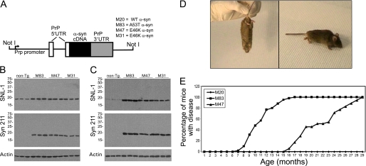 FIGURE 1.