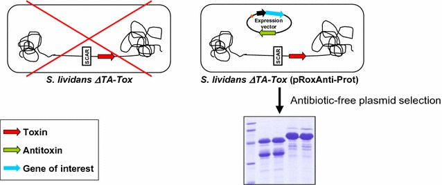 Graphical abstract