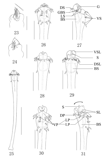 Figures 23–31.