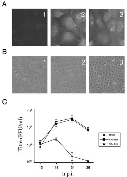 FIG. 6.