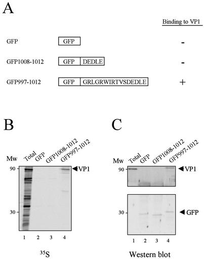 FIG. 3.