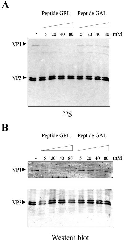 FIG. 5.