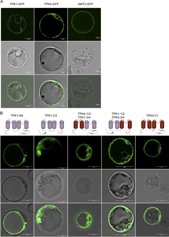 Figure 4.