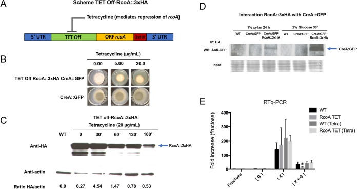 FIG 6 