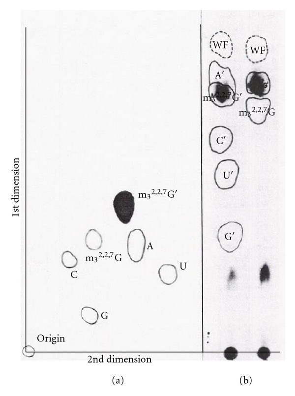 Figure 19