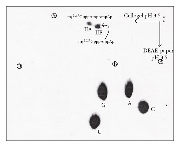 Figure 29