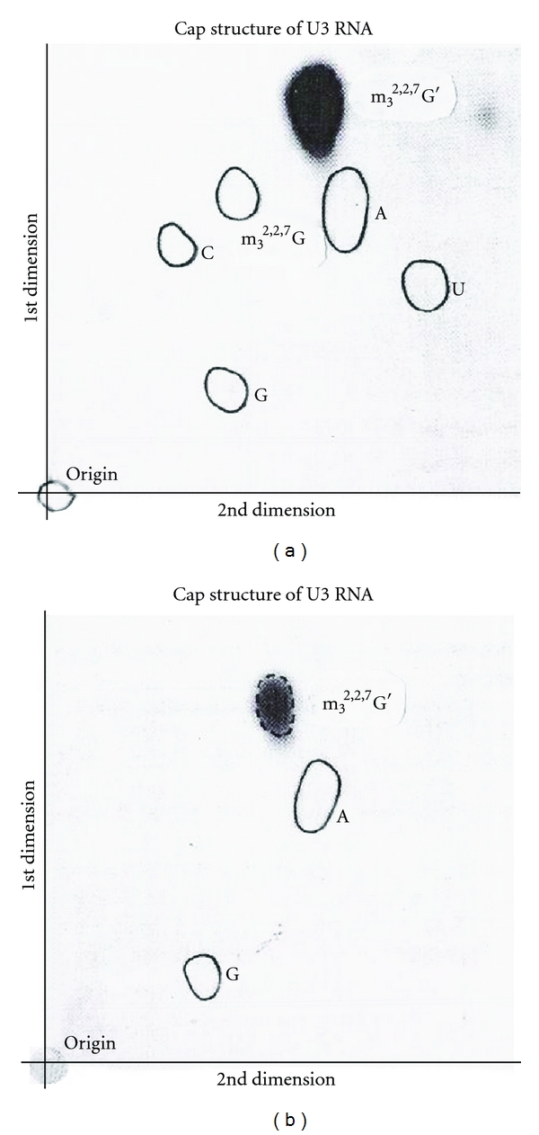 Figure 30