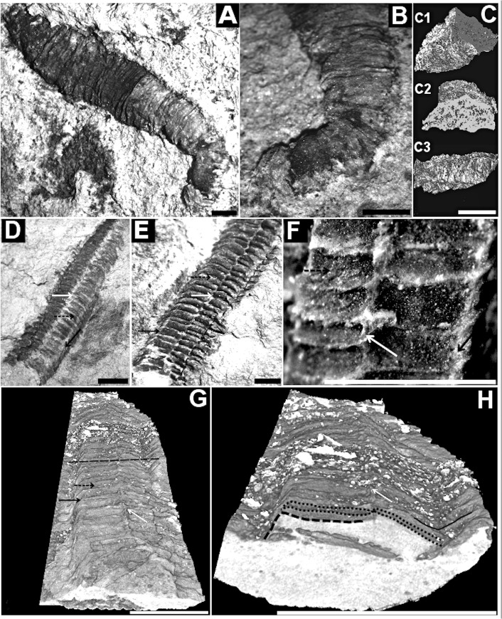 Fig 5