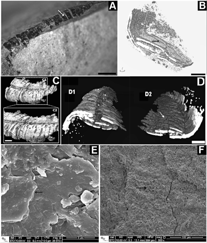 Fig 6