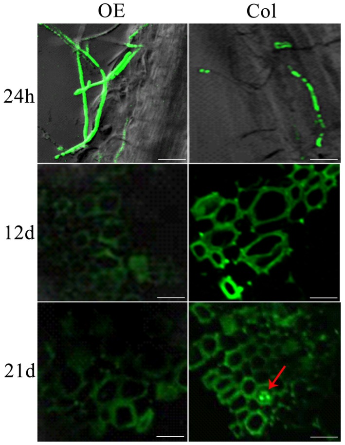 Figure 5