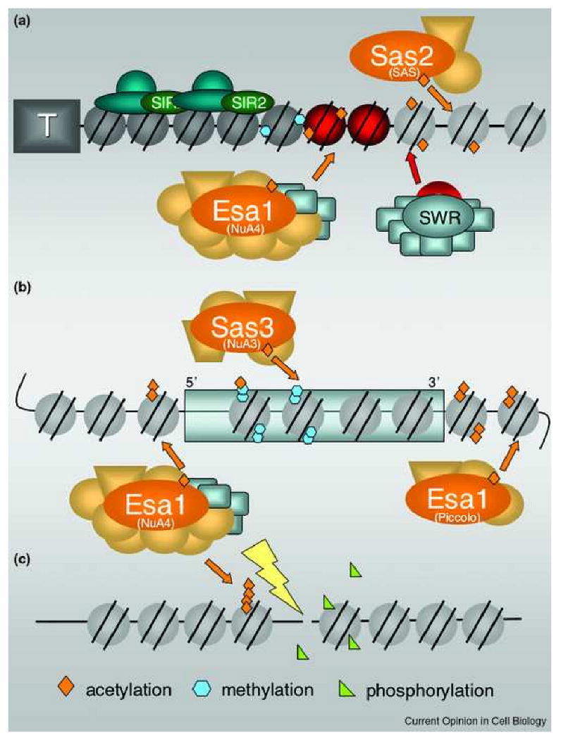 An overview of the functions and sites of action of MYST complexes throughout the yeast genome