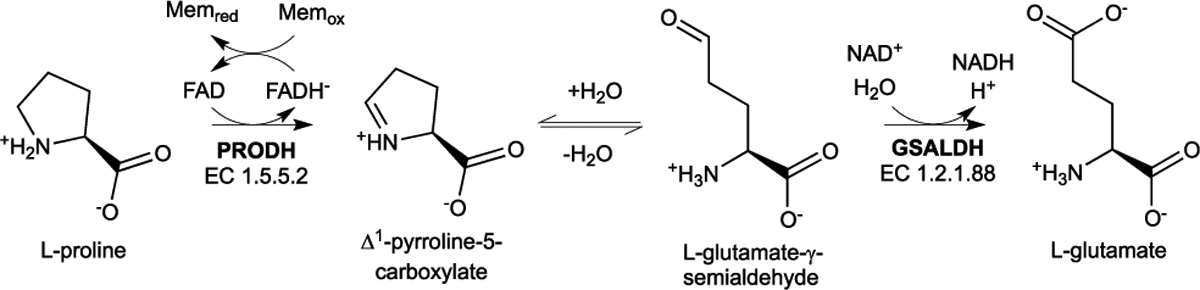 Scheme 1.