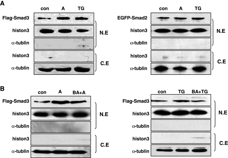 Fig. 7