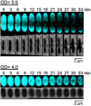 FIGURE 4: