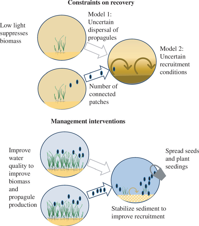 Conceptual diagram of the recovery processes in the model and management intervention options, using seagrass meadows that face chronic stress from low light as an example