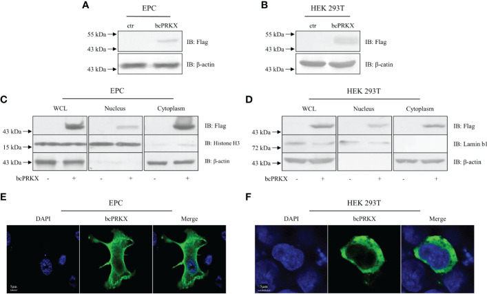 Figure 4