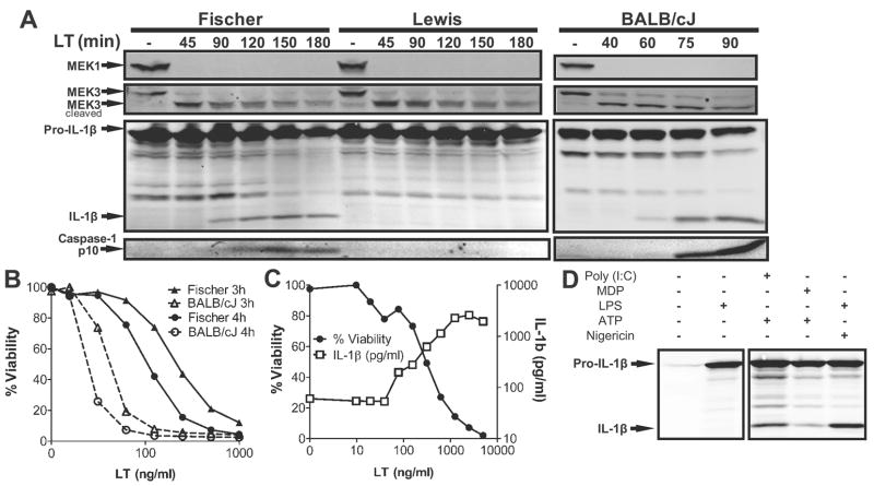 FIGURE 1