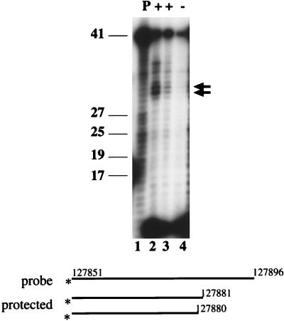 FIG. 5