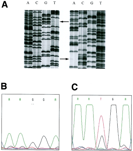 Figure  4