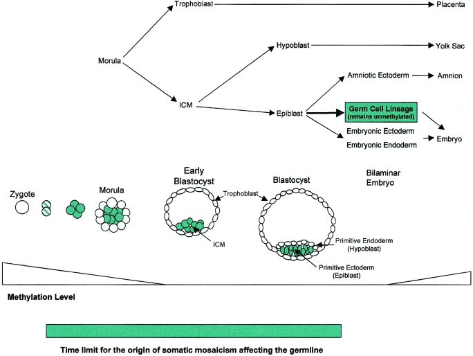 Figure  6