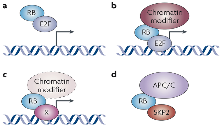 Figure 1 |