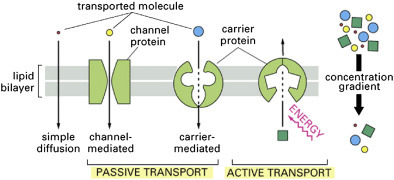 Figure 19.4