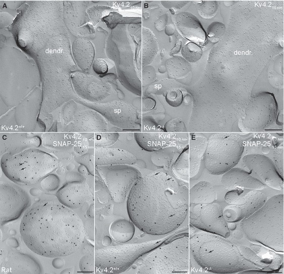 Fig. 5