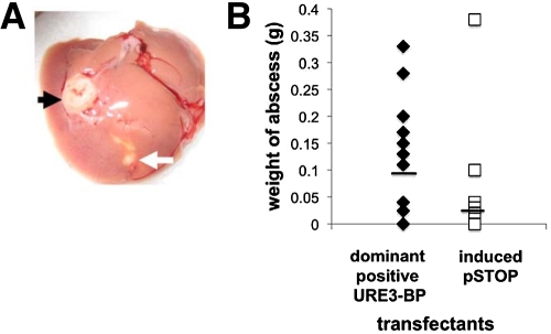 FIG 5 