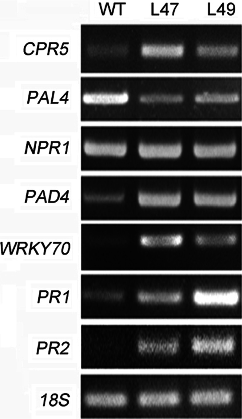 Fig. 7