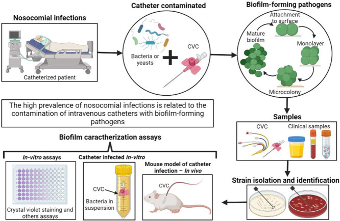 Image, graphical abstract