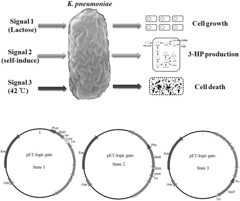 Fig. 4