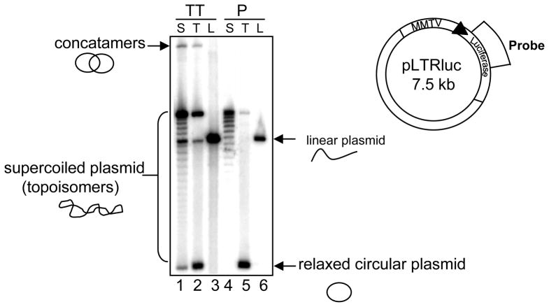 FIG. 1