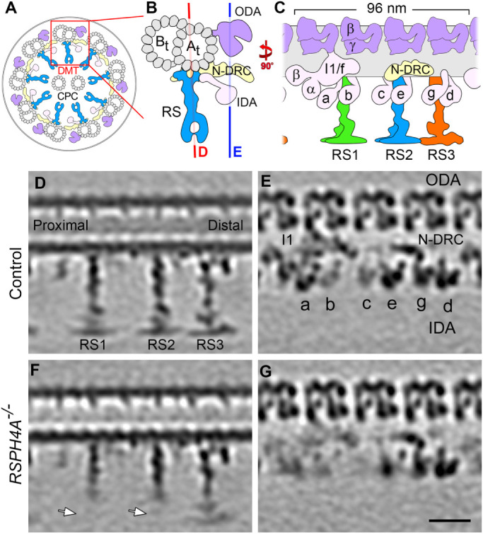 FIGURE 1: