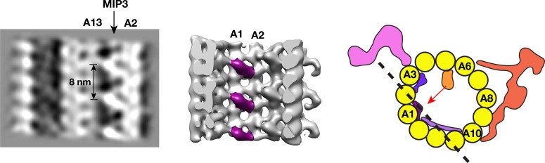 Figure 2—figure supplement 3.