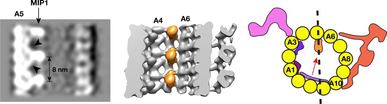 Figure 2—figure supplement 1.