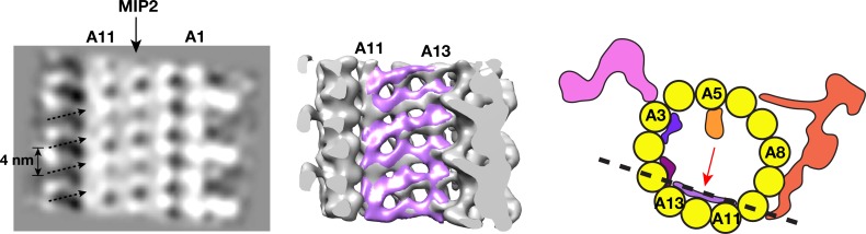 Figure 2—figure supplement 2.