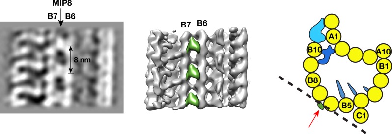 Figure 2—figure supplement 8.