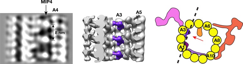 Figure 2—figure supplement 4.