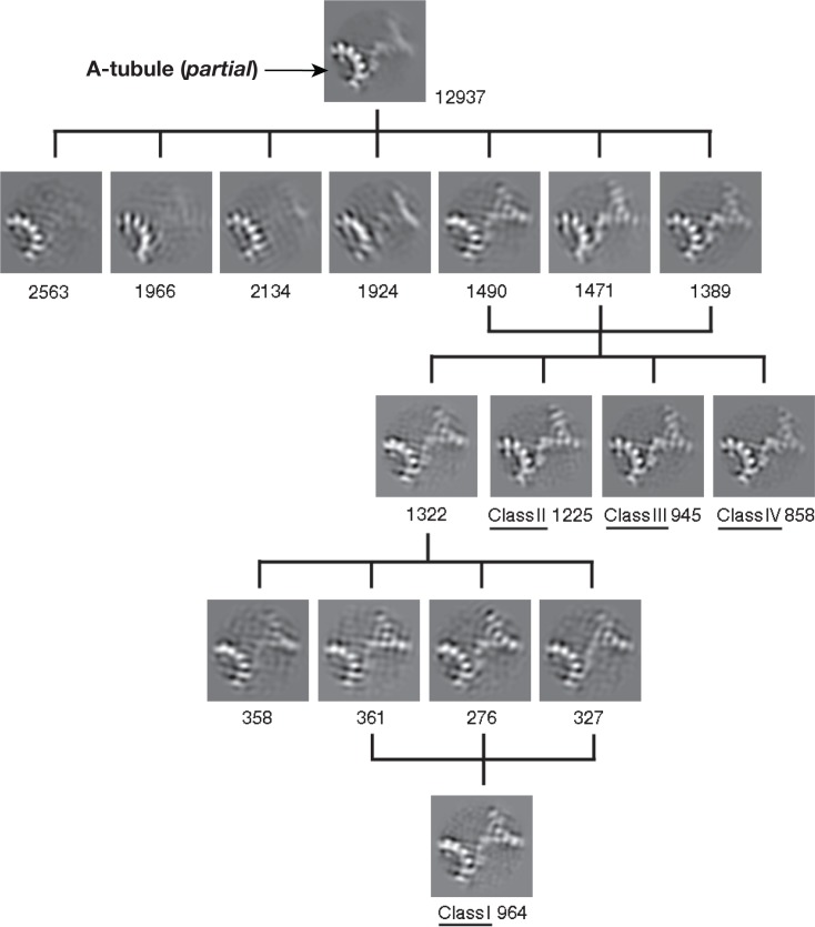 Figure 3—figure supplement 1.