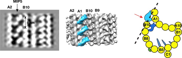 Figure 2—figure supplement 5.